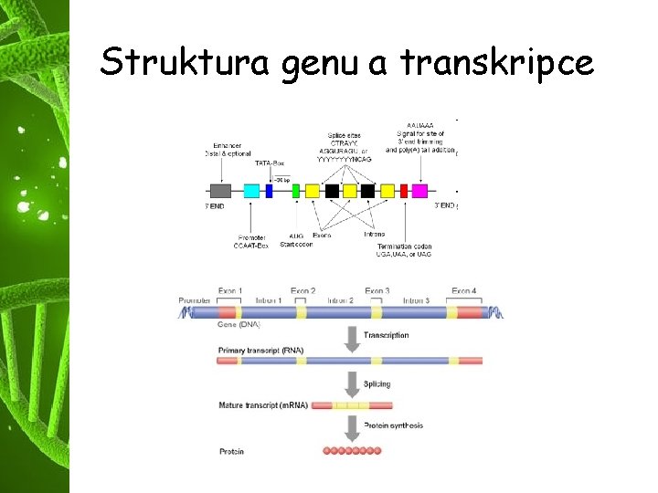 Struktura genu a transkripce 