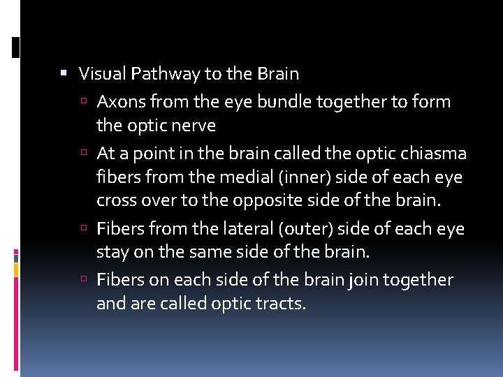  Visual Pathway to the Brain Axons from the eye bundle together to form