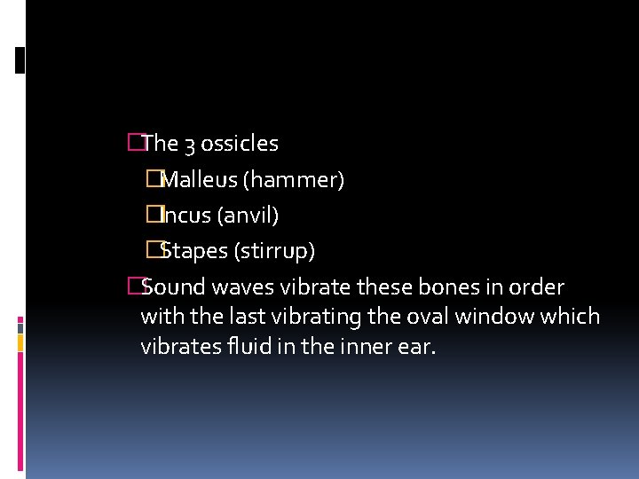 �The 3 ossicles �Malleus (hammer) �Incus (anvil) �Stapes (stirrup) �Sound waves vibrate these bones