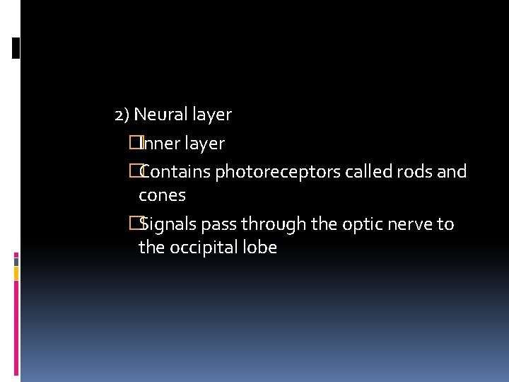 2) Neural layer �Inner layer �Contains photoreceptors called rods and cones �Signals pass through