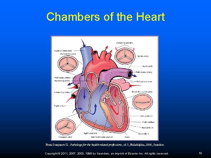 Chambers of the Heart From Damjanov IL: Pathology for the health-related professions, ed 3,