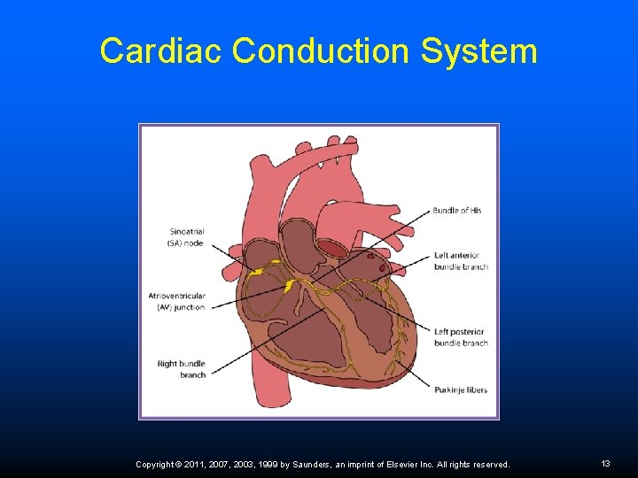 Cardiac Conduction System Copyright © 2011, 2007, 2003, 1999 by Saunders, an imprint of
