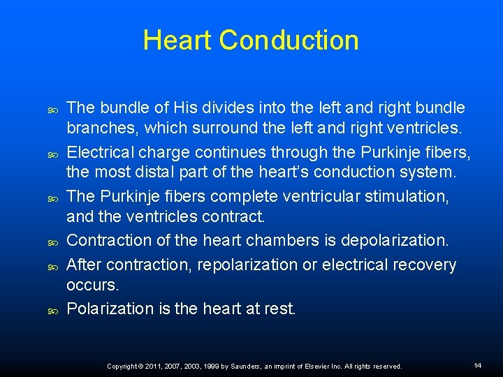 Heart Conduction The bundle of His divides into the left and right bundle branches,