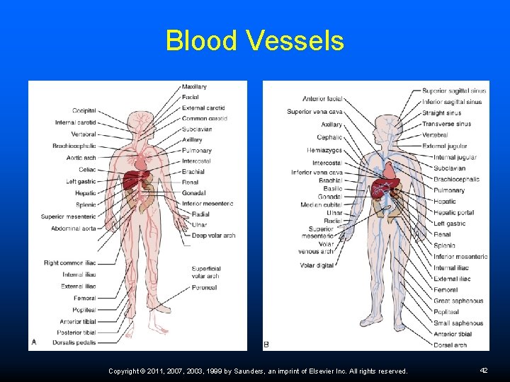 Blood Vessels Copyright © 2011, 2007, 2003, 1999 by Saunders, an imprint of Elsevier