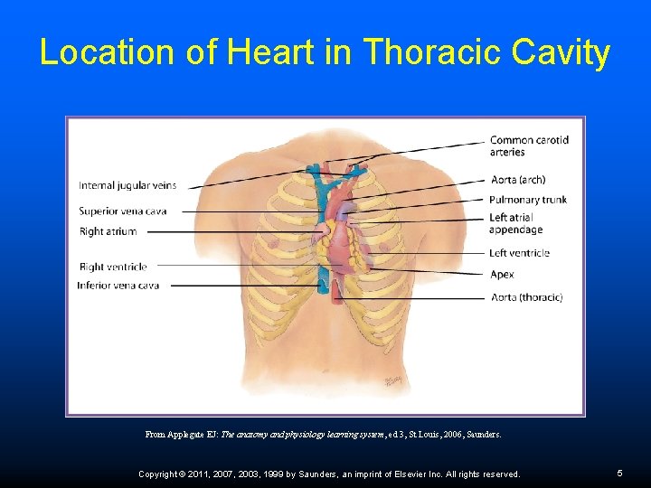 Location of Heart in Thoracic Cavity From Applegate EJ: The anatomy and physiology learning