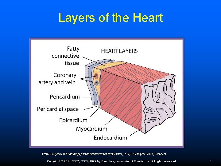 Layers of the Heart From Damjanov IL: Pathology for the health-related professions, ed 3,