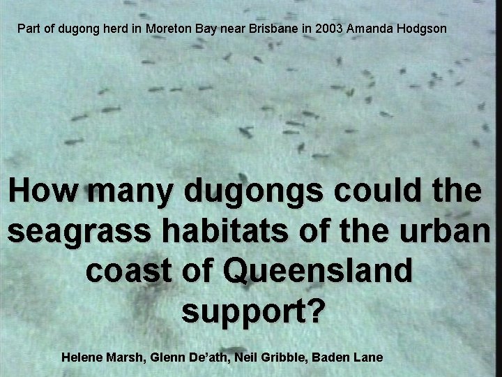 Part of dugong herd in Moreton Bay near Brisbane in 2003 Amanda Hodgson How