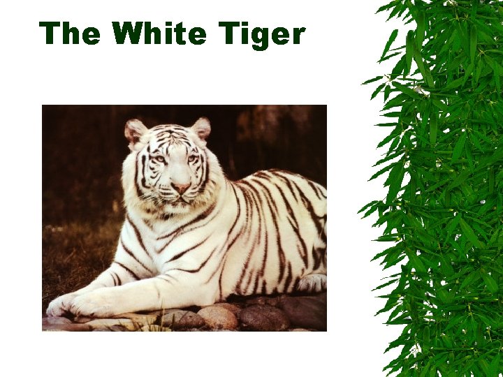 The White Tiger 