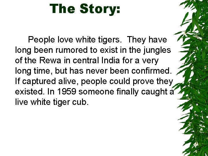 The Story: People love white tigers. They have long been rumored to exist in