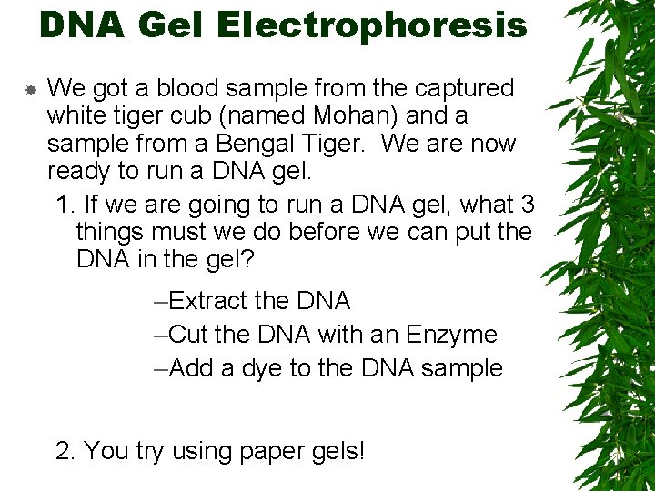 DNA Gel Electrophoresis We got a blood sample from the captured white tiger cub