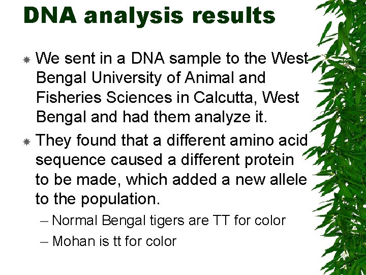 DNA analysis results We sent in a DNA sample to the West Bengal University