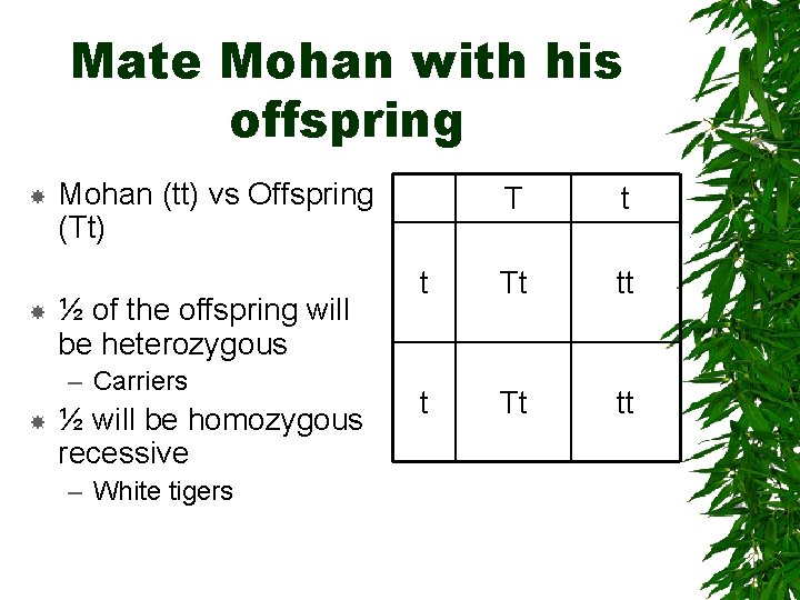 Mate Mohan with his offspring Mohan (tt) vs Offspring (Tt) ½ of the offspring