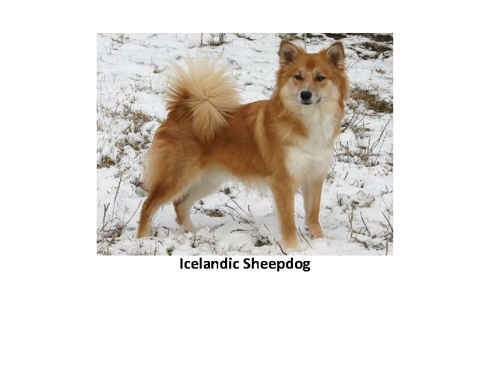 Icelandic Sheepdog 