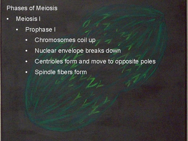 Phases of Meiosis • Meiosis I • Prophase I • Chromosomes coil up •