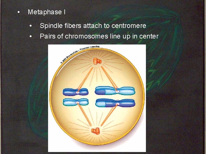  • Metaphase I • • Spindle fibers attach to centromere Pairs of chromosomes
