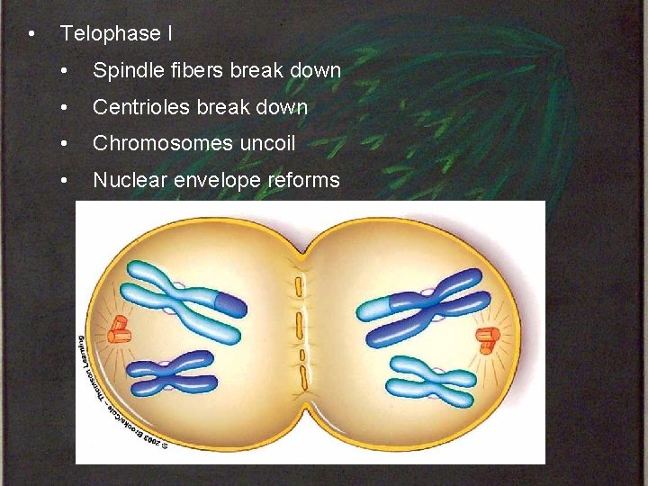  • Telophase I • Spindle fibers break down • Centrioles break down •