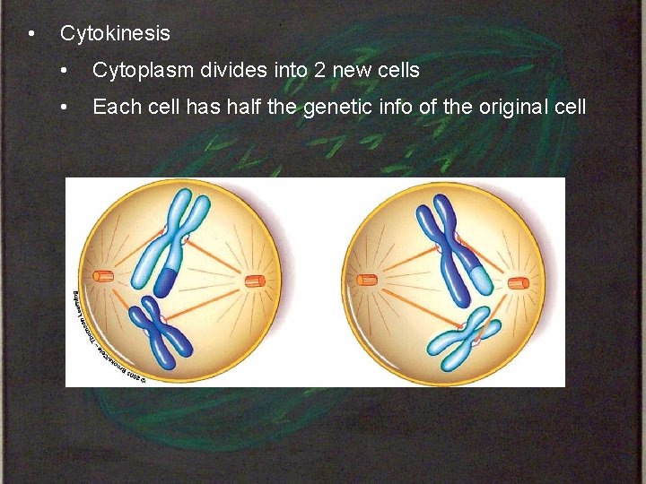  • Cytokinesis • Cytoplasm divides into 2 new cells • Each cell has