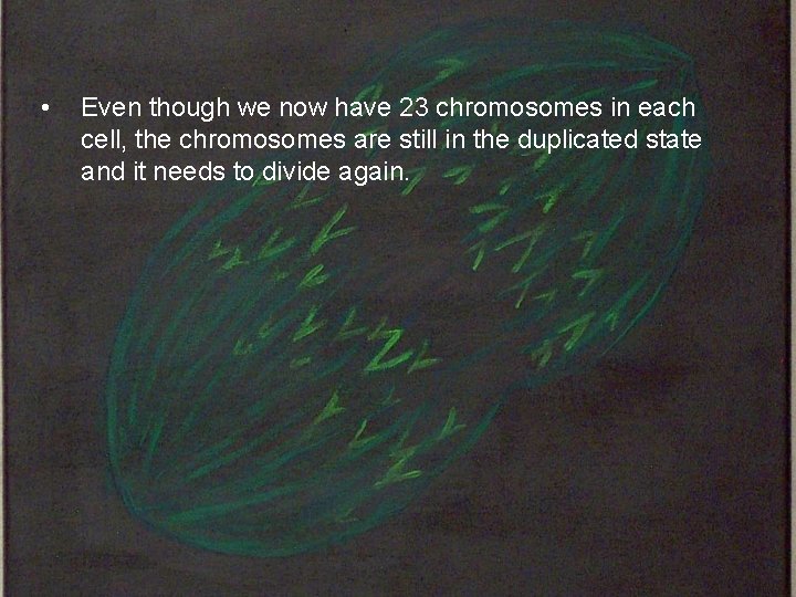  • Even though we now have 23 chromosomes in each cell, the chromosomes