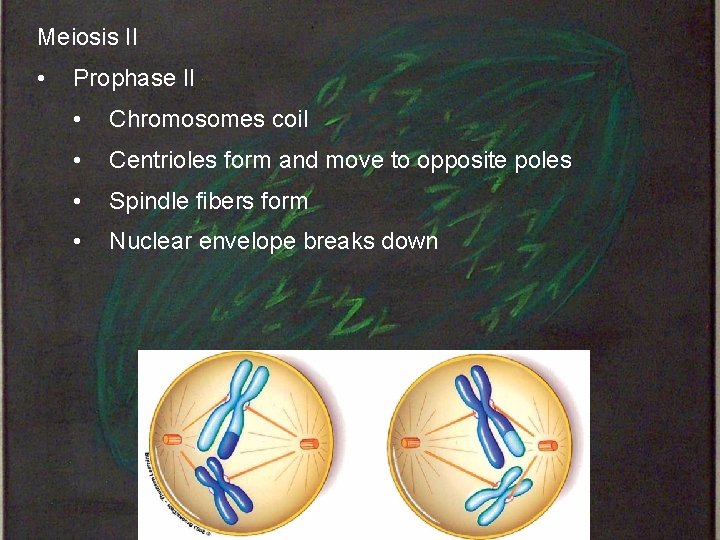Meiosis II • Prophase II • Chromosomes coil • Centrioles form and move to