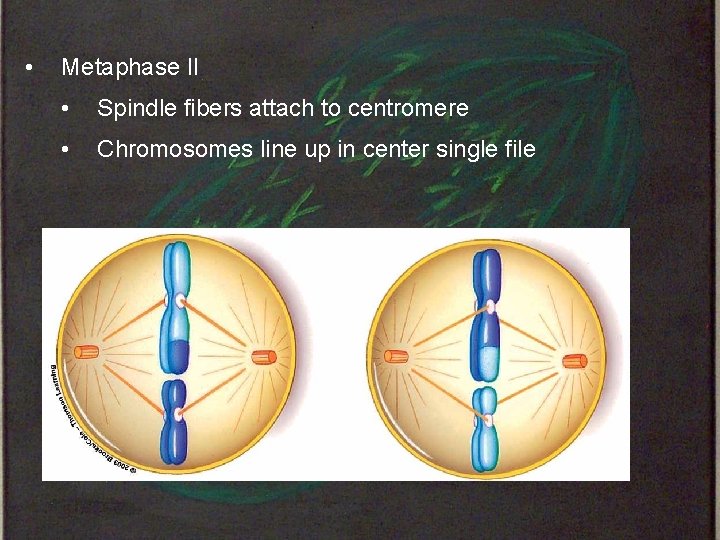  • Metaphase II • Spindle fibers attach to centromere • Chromosomes line up