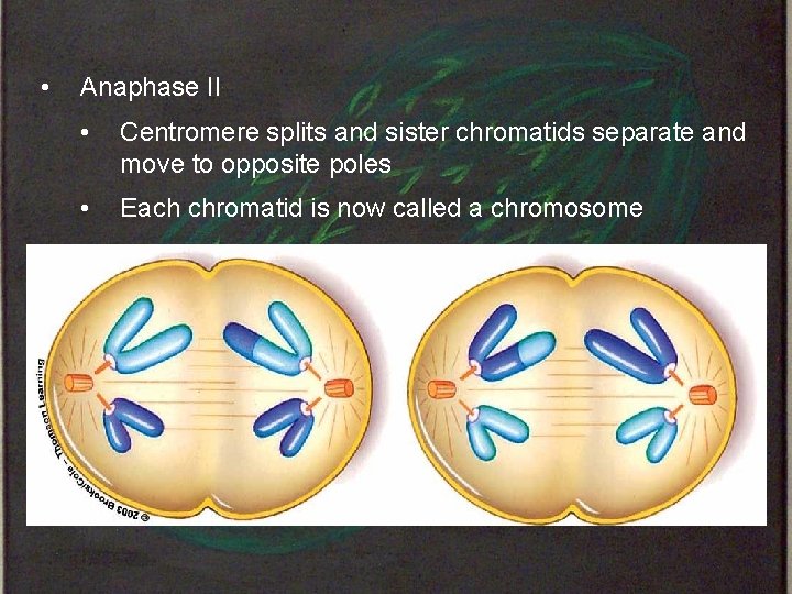  • Anaphase II • Centromere splits and sister chromatids separate and move to