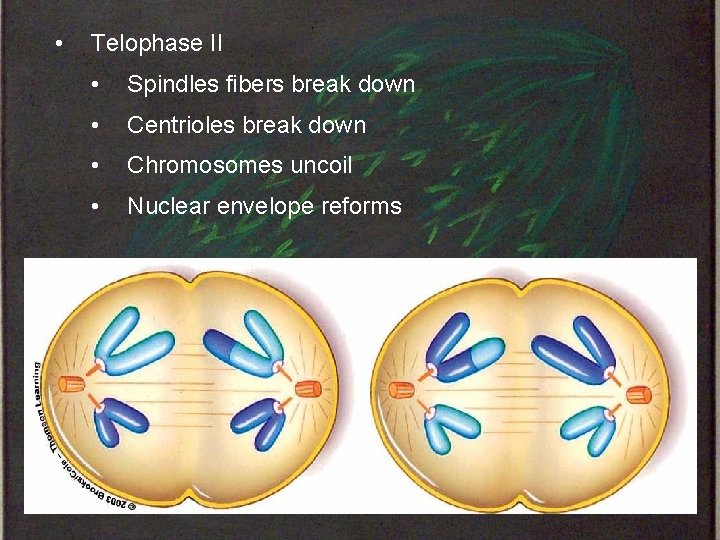  • Telophase II • Spindles fibers break down • Centrioles break down •