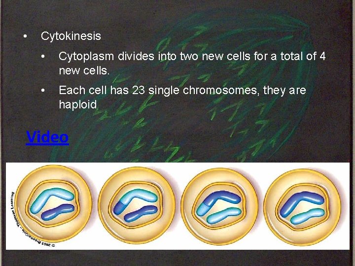 • Cytokinesis • Cytoplasm divides into two new cells for a total of