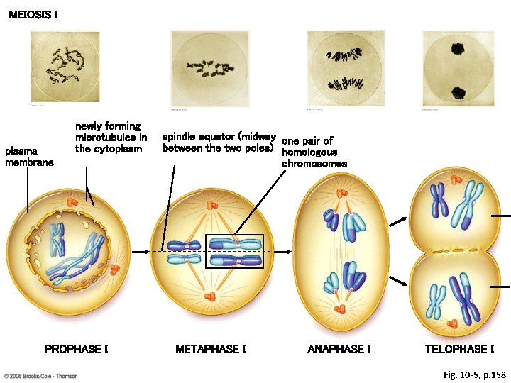 MEIOSIS I plasma membrane newly forming microtubules in the cytoplasm PROPHASE I spindle equator