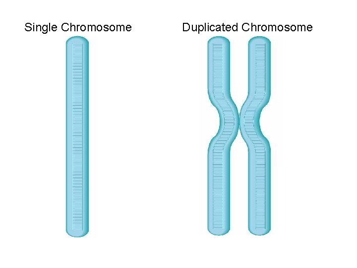 Single Chromosome Duplicated Chromosome 