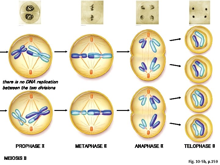 there is no DNA replication between the two divisions PROPHASE II MEIOSIS II METAPHASE