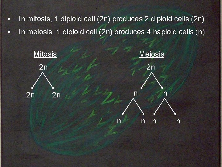  • In mitosis, 1 diploid cell (2 n) produces 2 diploid cells (2
