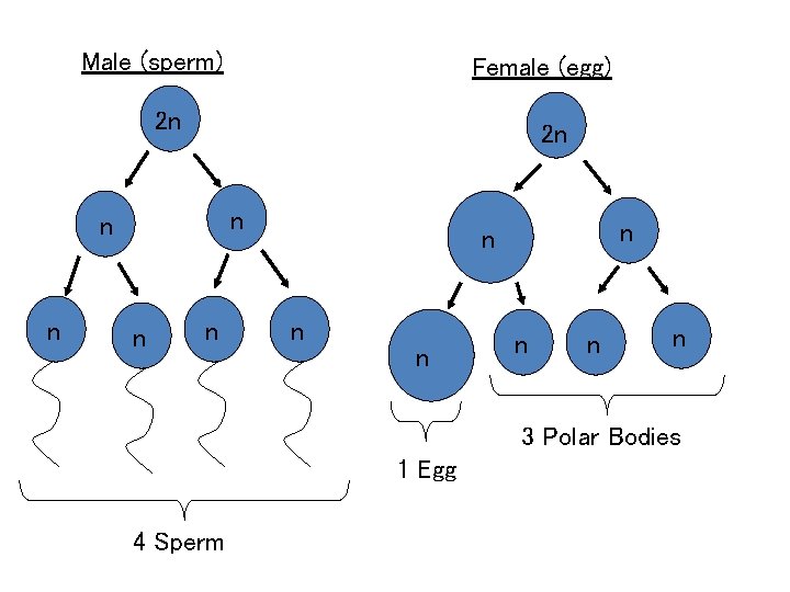 Male (sperm) Female (egg) 2 n 2 n n n n 3 Polar Bodies