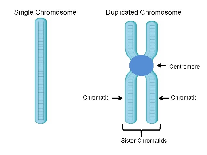 Single Chromosome Duplicated Chromosome Centromere Chromatid Sister Chromatids 