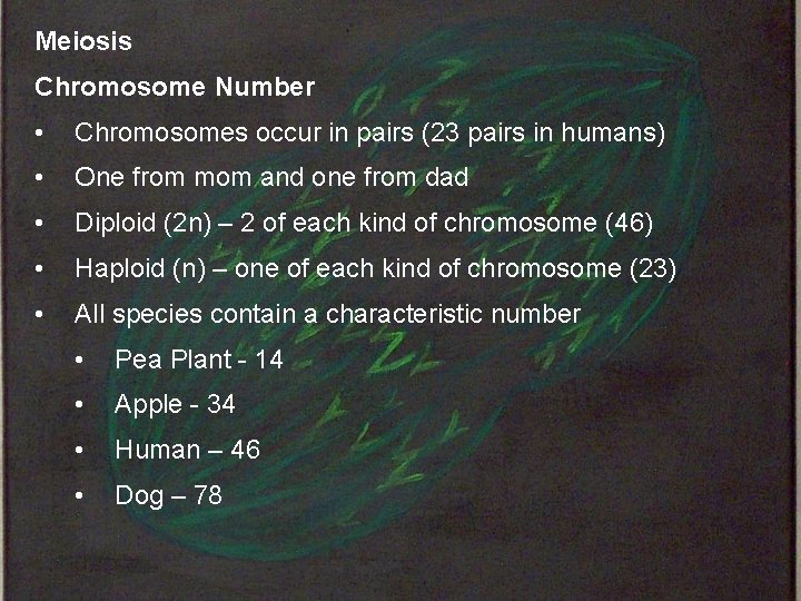 Meiosis Chromosome Number • Chromosomes occur in pairs (23 pairs in humans) • One