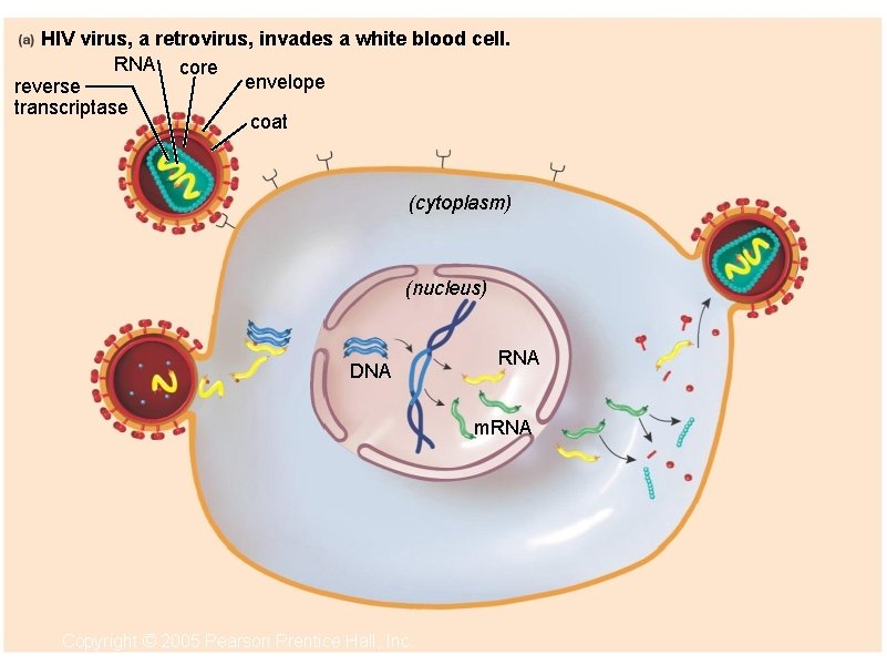 HIV virus, a retrovirus, invades a white blood cell. RNA core envelope reverse transcriptase