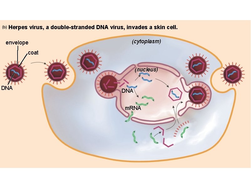 Herpes virus, a double-stranded DNA virus, invades a skin cell. envelope (cytoplasm) coat (nucleus)