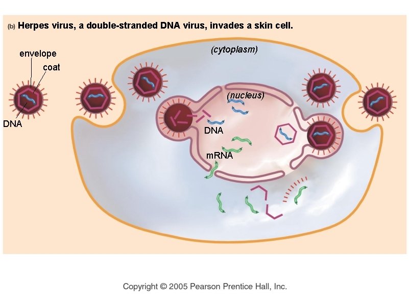 Herpes virus, a double-stranded DNA virus, invades a skin cell. envelope (cytoplasm) coat (nucleus)