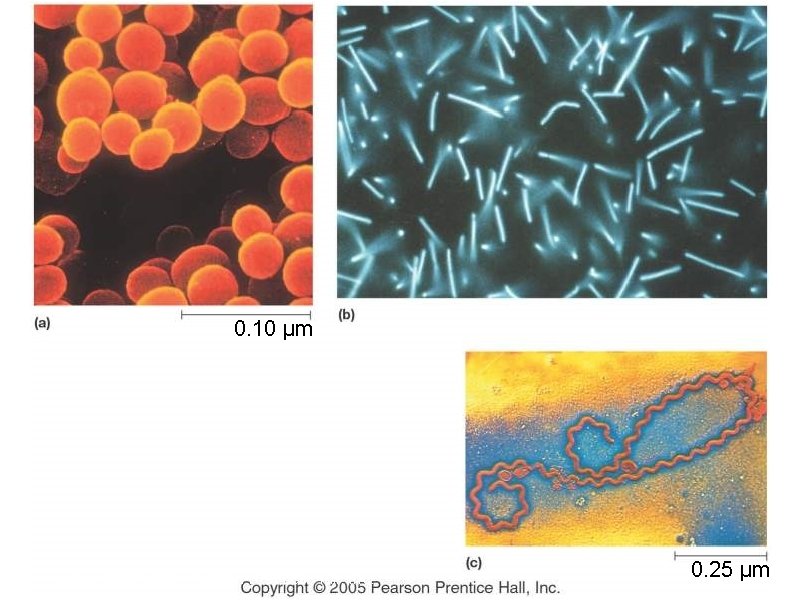 0. 10 µm Copyright © 2005 Pearson Prentice Hall, Inc. 0. 25 µm 