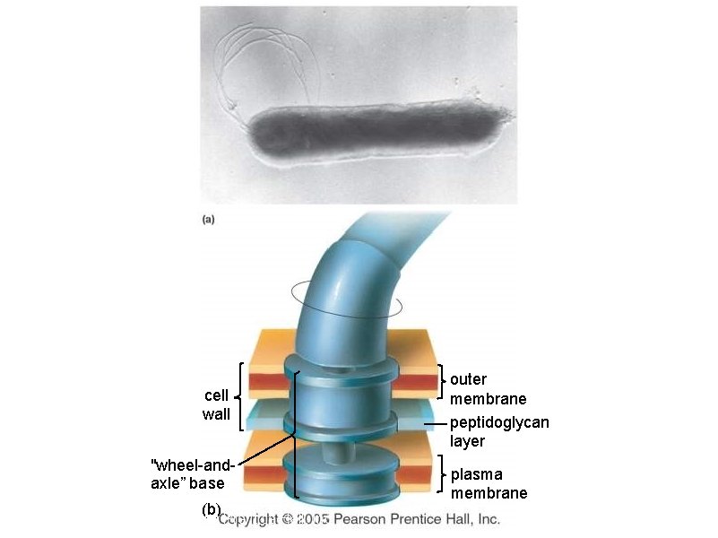 cell wall "wheel-andaxle” base (b) Copyright © 2005 Pearson Prentice Hall, Inc. outer membrane