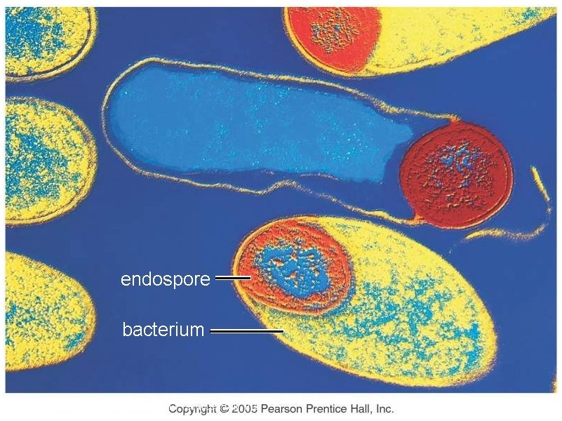 endospore bacterium Copyright © 2005 Pearson Prentice Hall, Inc. 
