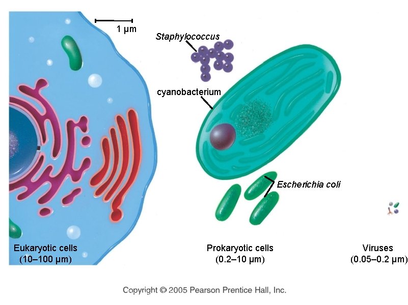 1 µm Staphylococcus cyanobacterium Escherichia coli Eukaryotic cells (10– 100 µm) Copyright © 2005