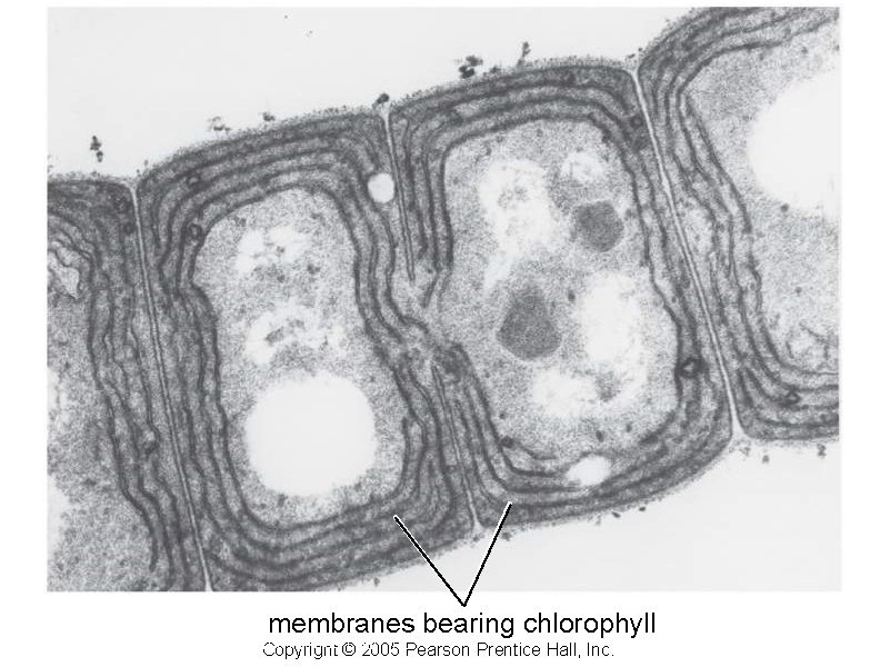 membranes bearing chlorophyll Copyright © 2005 Pearson Prentice ©Hall, Inc. Copyright 2005 Pearson Prentice