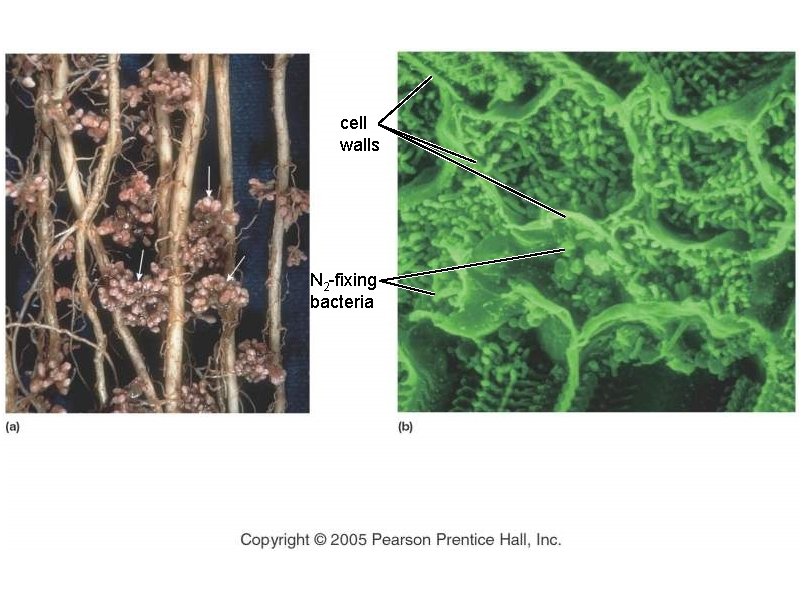cell walls N 2 -fixing bacteria Copyright © 2005 Pearson Prentice Hall, Inc. 