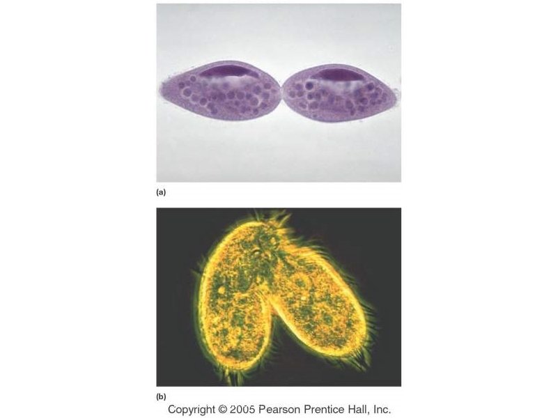 Copyright © 2005 Pearson Prentice Hall, Inc. 