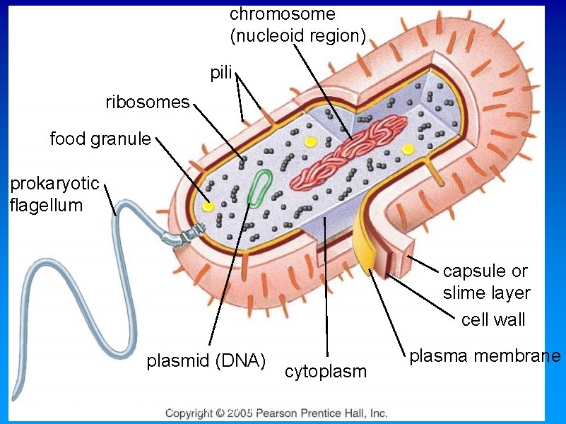 chromosome (nucleoid region) pili ribosomes food granule prokaryotic flagellum capsule or slime layer cell