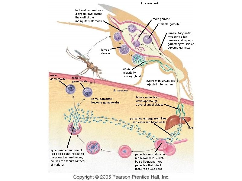(in mosquito) fertilization produces a zygote that enters the wall of the mosquito’s stomach