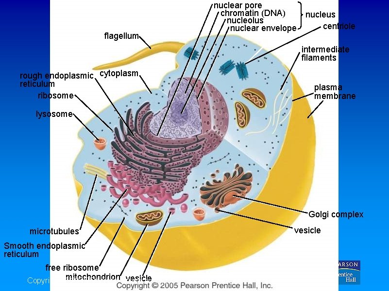 flagellum nuclear pore chromatin (DNA) nucleus nucleolus centriole nuclear envelope intermediate filaments rough endoplasmic