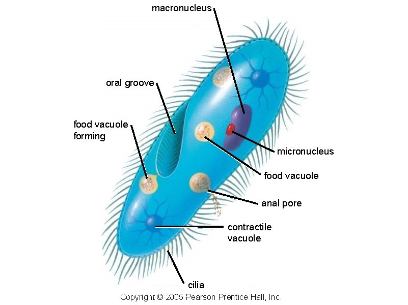 macronucleus oral groove food vacuole forming micronucleus food vacuole anal pore contractile vacuole cilia