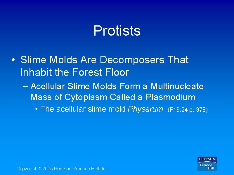 Protists • Slime Molds Are Decomposers That Inhabit the Forest Floor – Acellular Slime