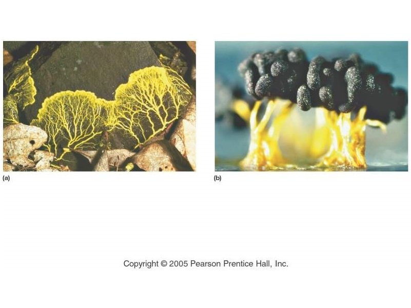 Copyright © 2005 Pearson Prentice Hall, Inc. 
